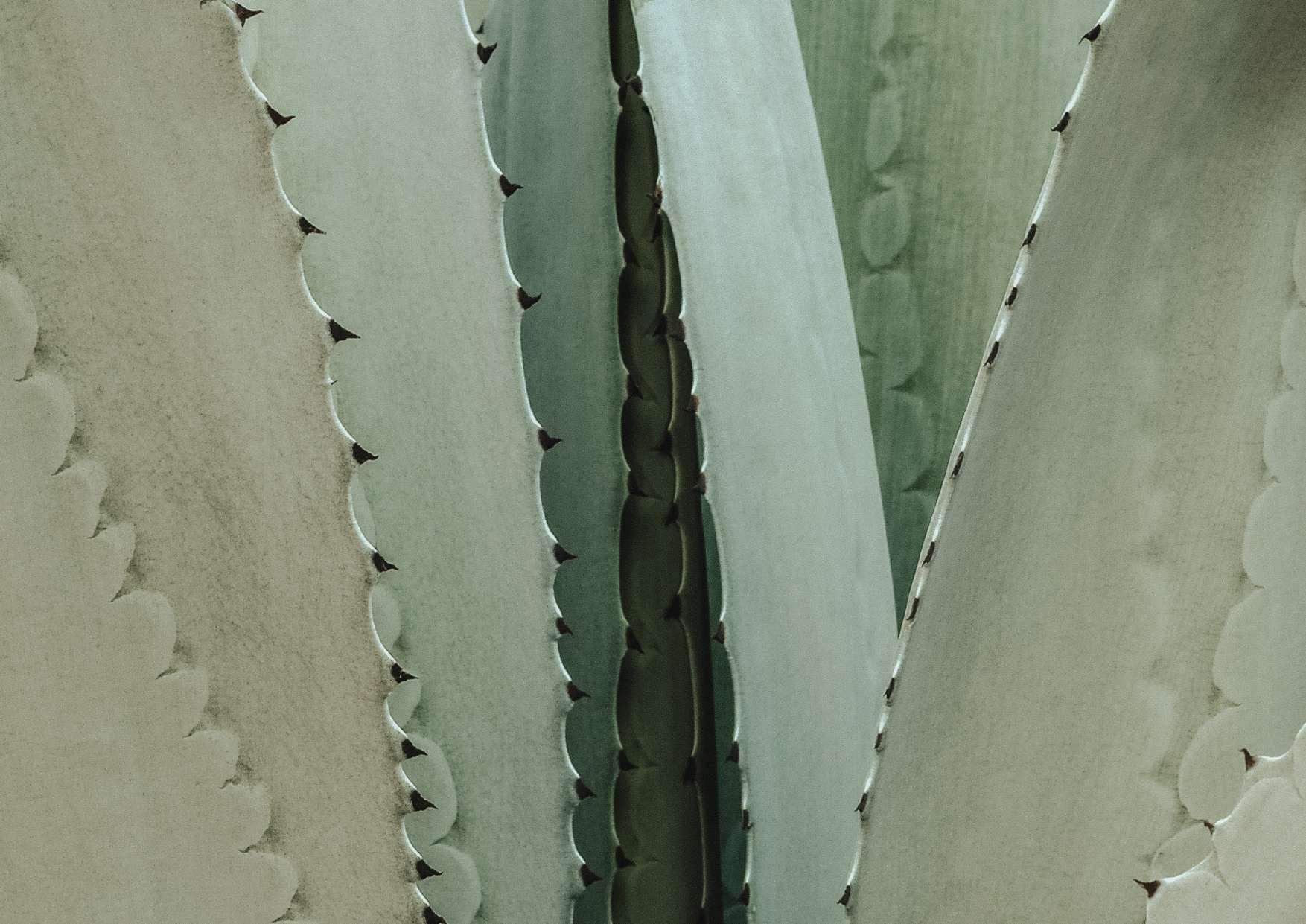 Detalle de las pencas de un agave azul