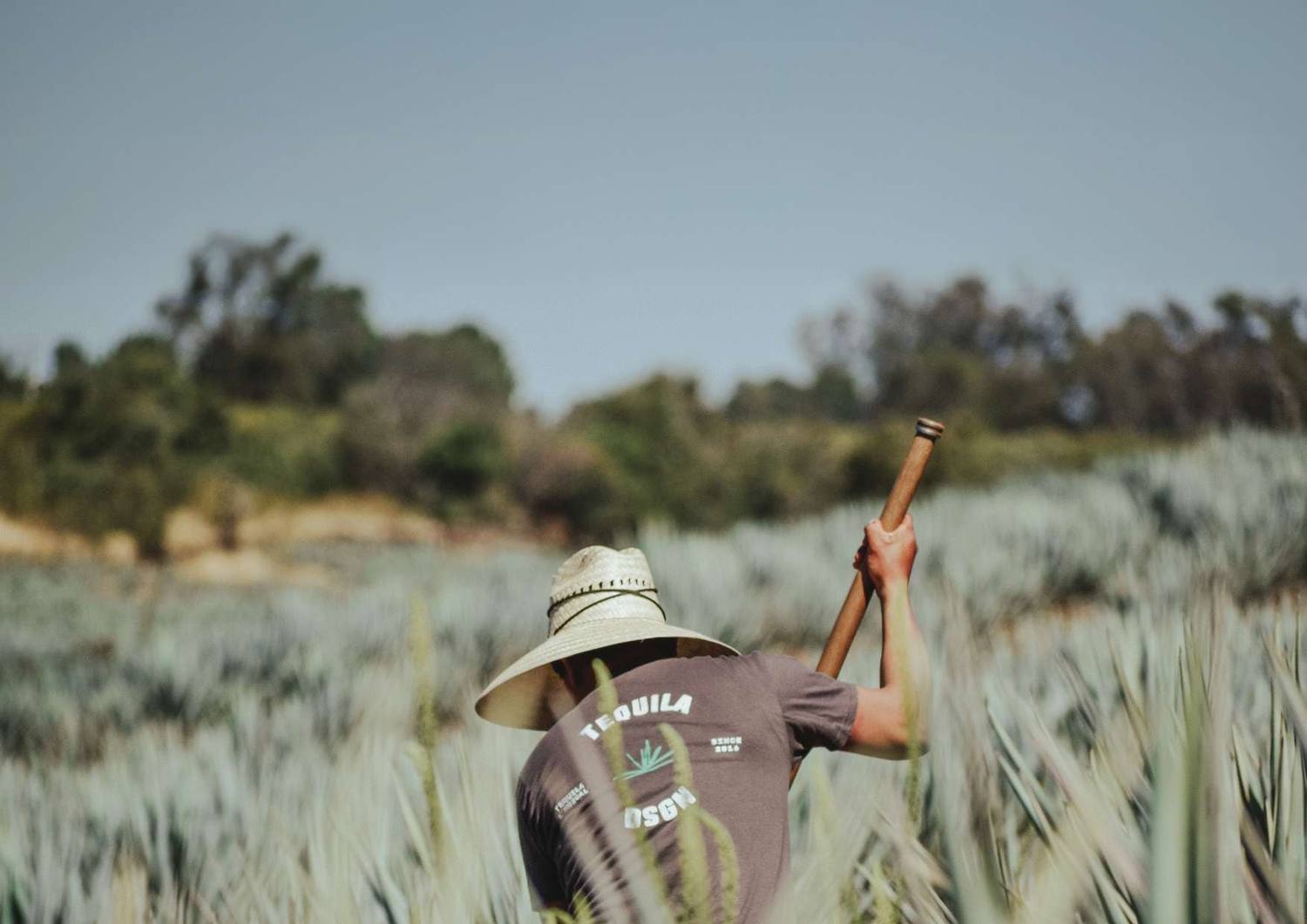 Jimador trabajando en un campo de agave de los Altos de Jalisco